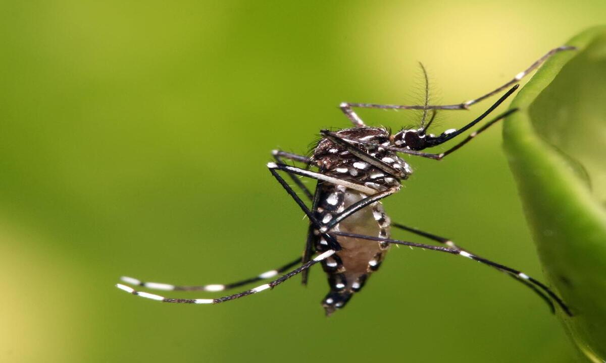 PBH amplia áreas que terão mosquitos com bactéria capaz de reduzir doenças - Freepik/Reprodução