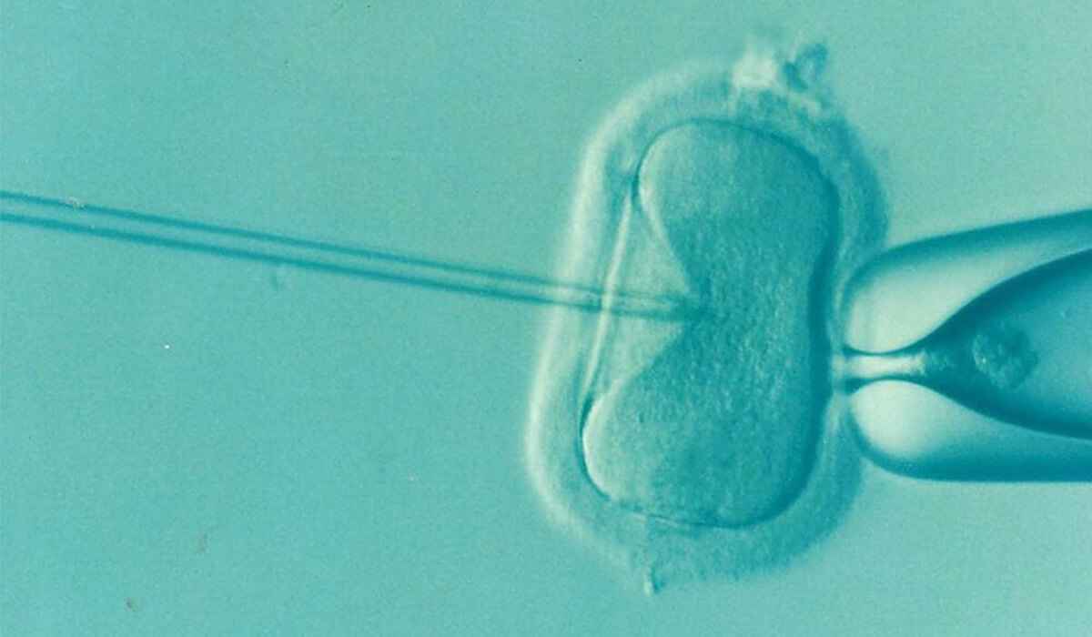 Imagem microscópica de inseminação artifical. -  (crédito: TJMG/Divulgação)