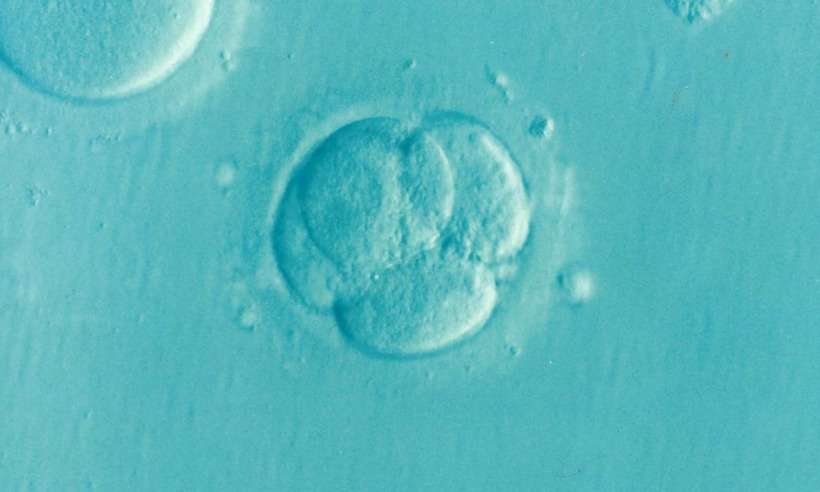Fotos mostram que não há embrião visível até 9 semanas de gravidez - DrKontogianniIVF/Pixabay