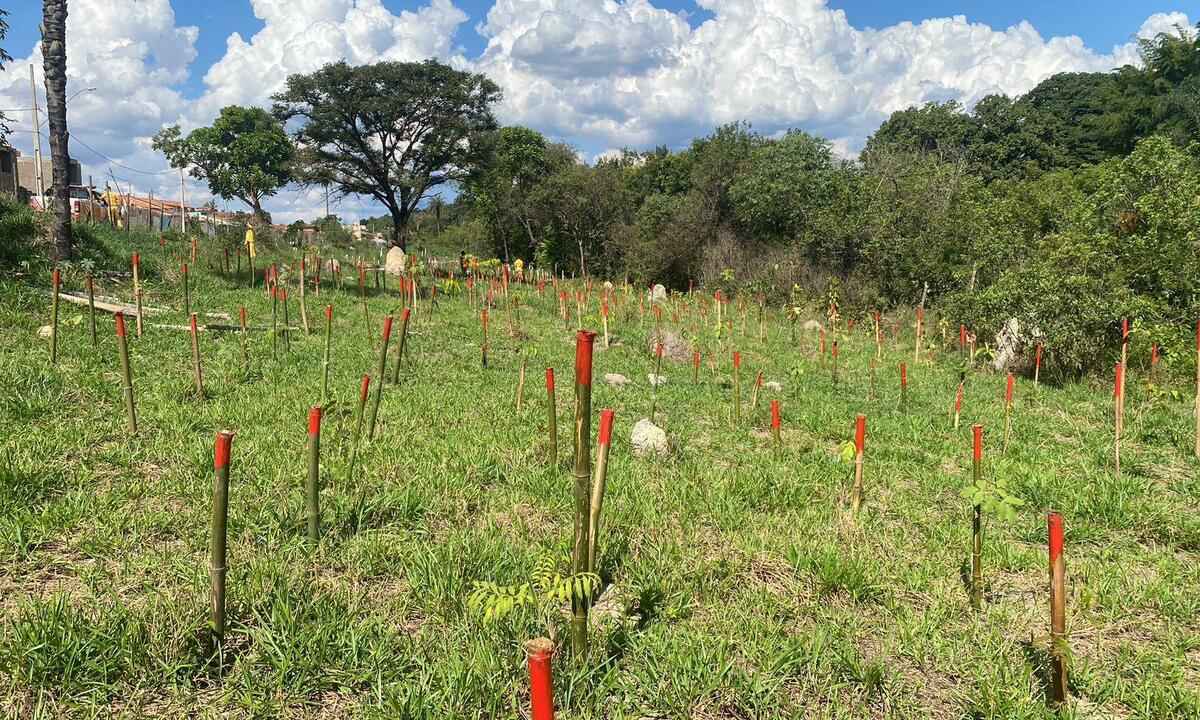 Associação vai plantar 272 árvores em homenagem às vítimas de Brumadinho - Divulgação/ Brigada Carcará