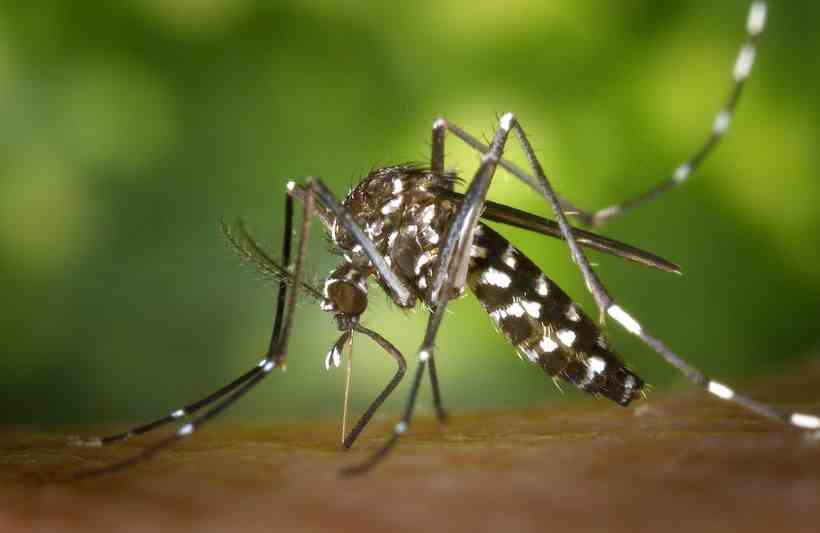 Vacina contra zika tem resultados positivos em camundongos - Pixabay