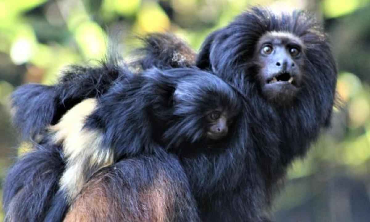 Zoológico de BH anuncia o nascimento de dois filhotes de mico-leão-preto - Suziane Brugnara/PBH