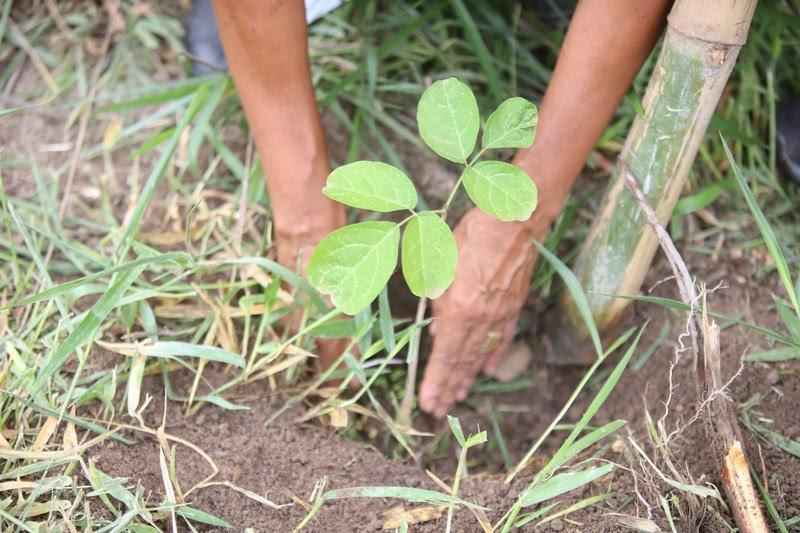 Familiares plantam 272 árvores em homenagem às vítimas de Brumadinho - Washington Alves / Avabrum / Divulgação