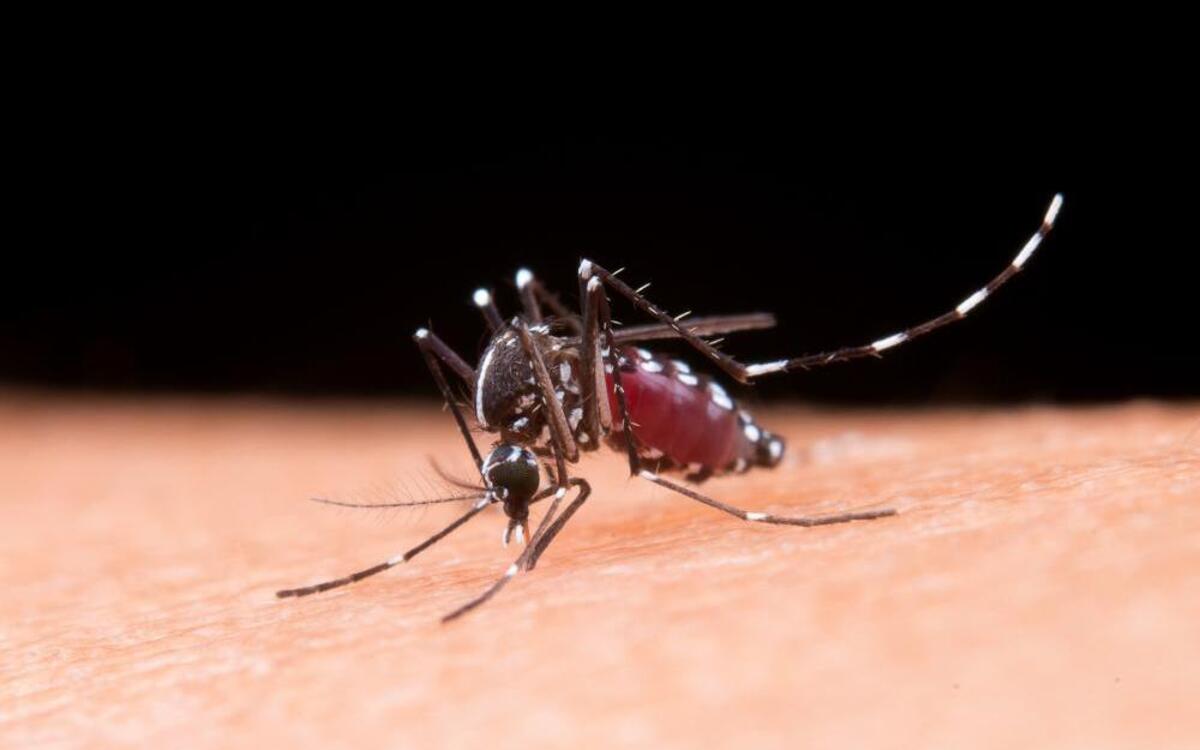 Dengue: mitos e verdades sobre o Aedes aegypti  - Freepik/Divulgação