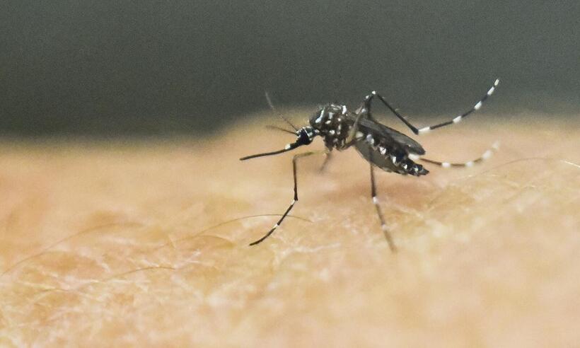 Aedes aegypti se adapta e passa a se reproduzir em água suja também - Luis ROBAYO/AFP
