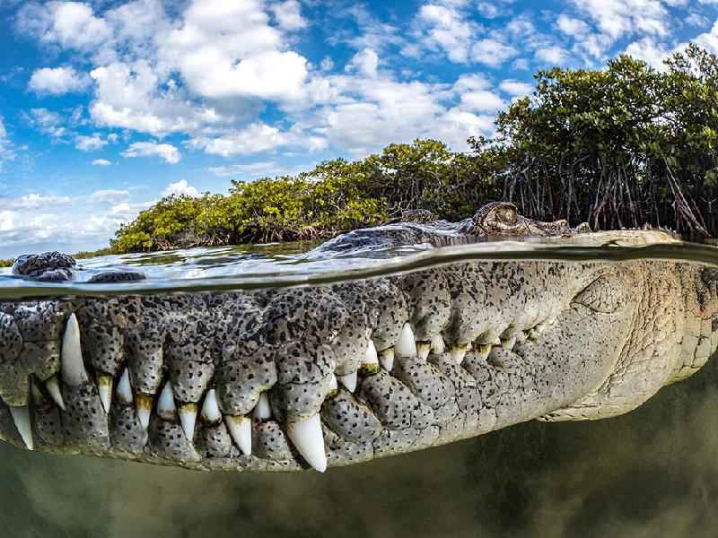 Close de boca de crocodilo em Cuba ganha prêmio de fotos de mangue - Tanya Houppermans