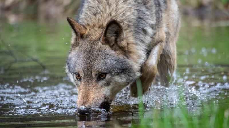 Por que Holanda quer usar paintball contra lobos que não sentem medo de humanos - Getty Images