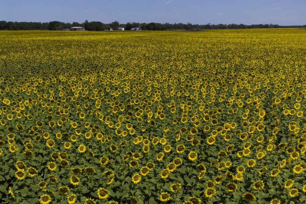 Ativistas ambientais renunciam a ter filhos para salvar o planeta - Luis ROBAYO / AFP