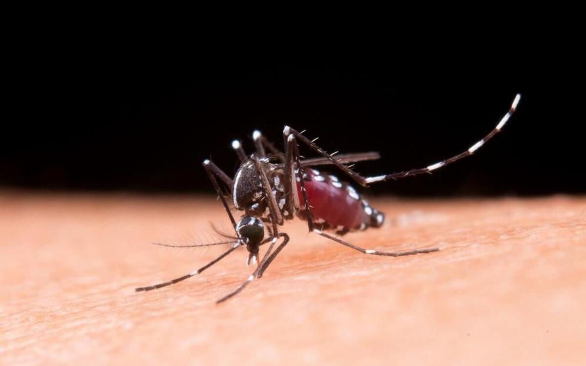 Período de chuvas favorece proliferação da dengue