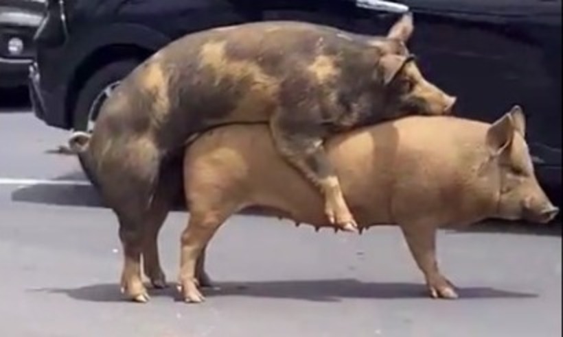 Porcos são flagrados em romance no meio da rua em BH  - Reprodução Redes Sociais 