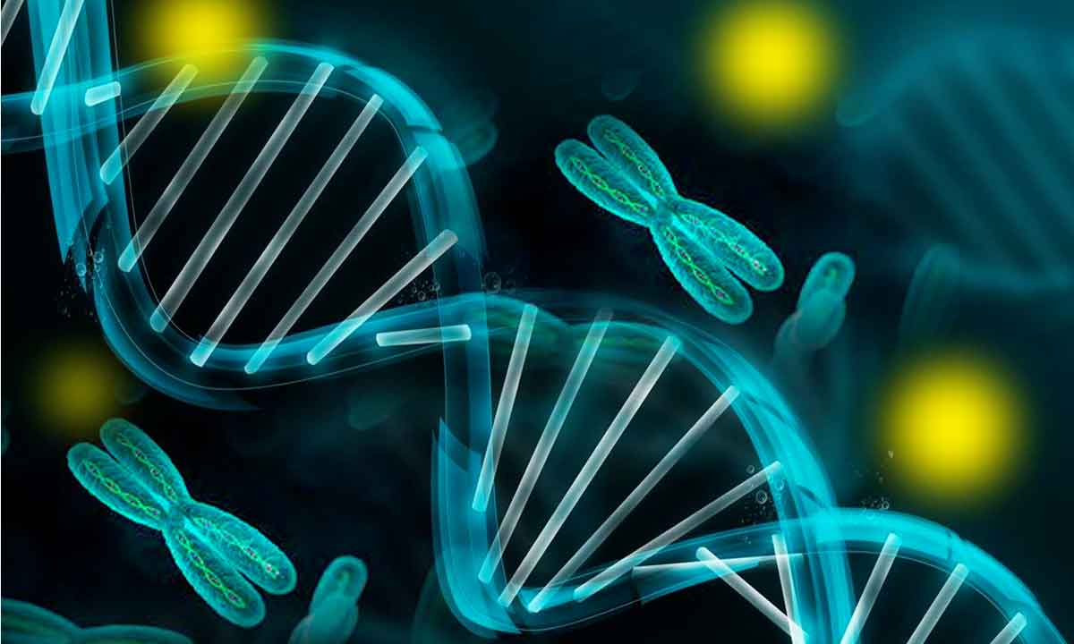 Descoberta da genética: cromossomos fluidos 