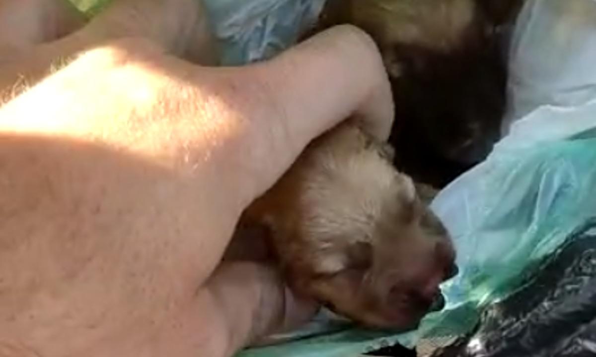 Vídeo: garis encontram cães recém-nascidos dentro de lixo em Abaeté - Divulgação/Alex Júnior Aires