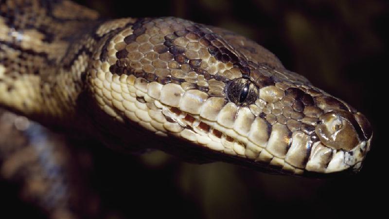 Menino de 5 anos é salvo por pai e avô após ser mordido e arrastado para piscina por cobra - Getty Images