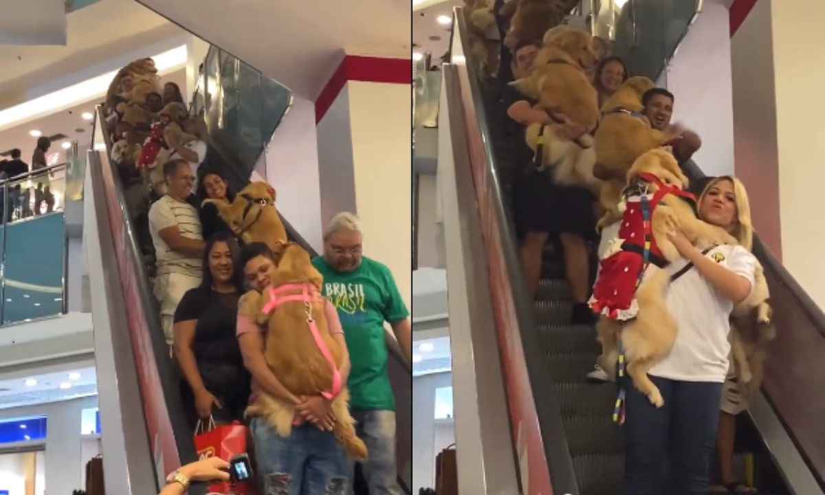 Encontro de cães da raça golden retriever em shopping conquista a internet - Reprodução/ Twitter
