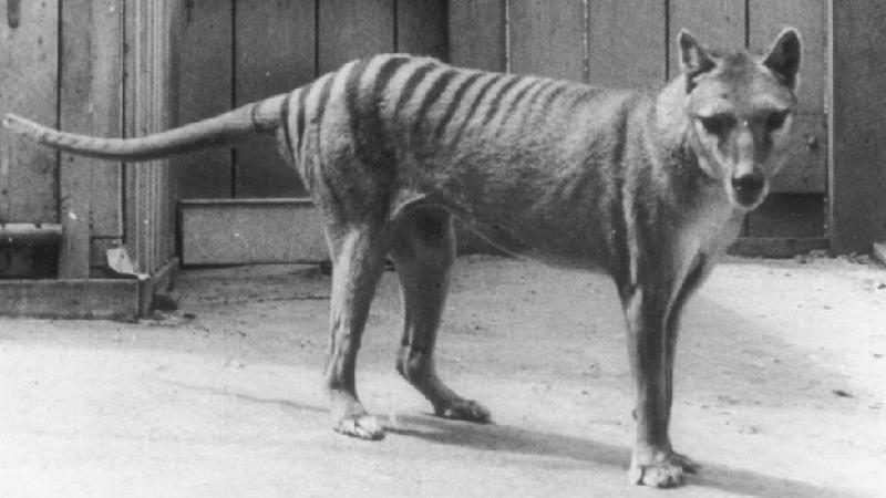 Restos do último tigre-da-tasmânia tidos como perdidos são achados em gaveta após 85 anos - Getty Images