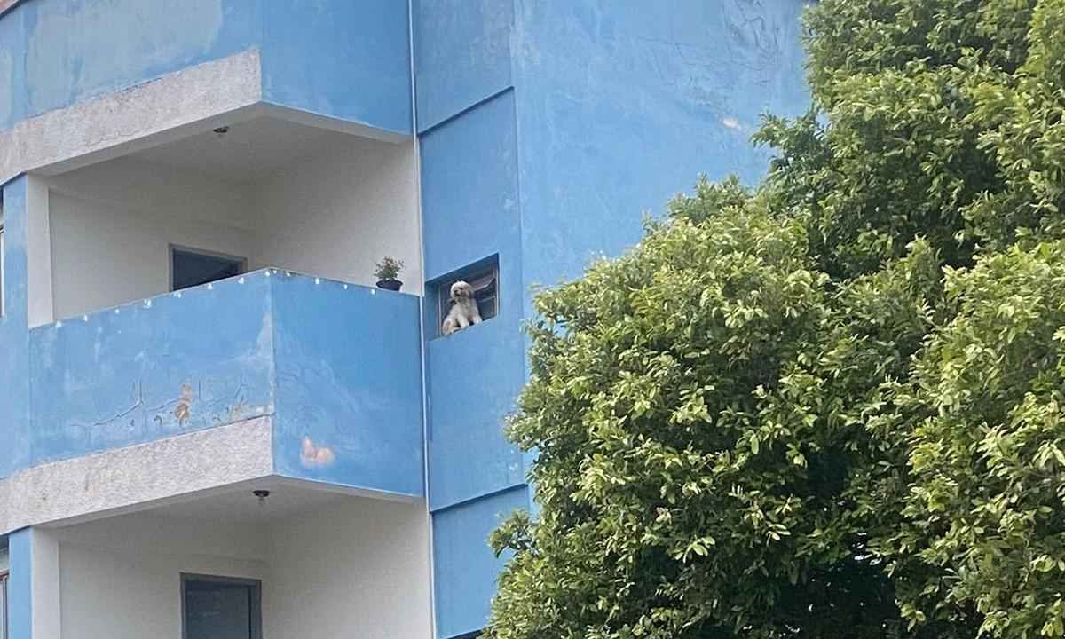 Vídeo: cachorro se assusta com foguetes e fica preso em janela de prédio - Divulgação/Corpo de Bombeiros