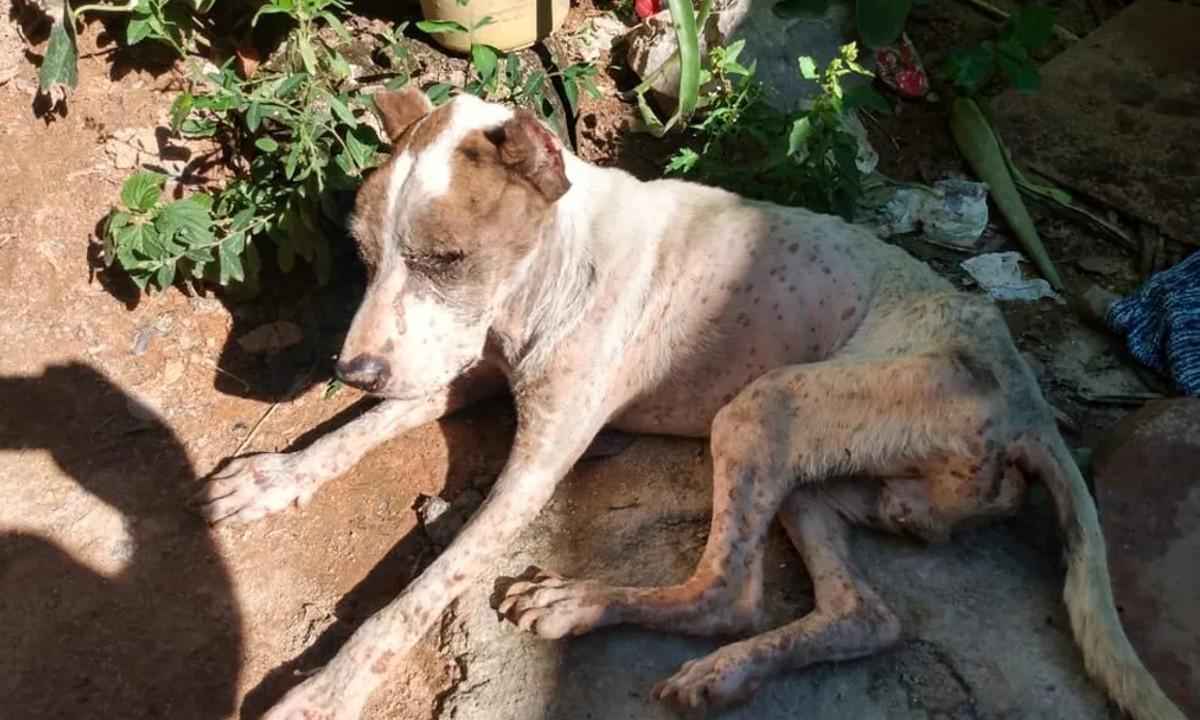 Minas: cão é encontrado com orelhas amputadas - Divulgação/Polícia Militar de Meio Ambiente
