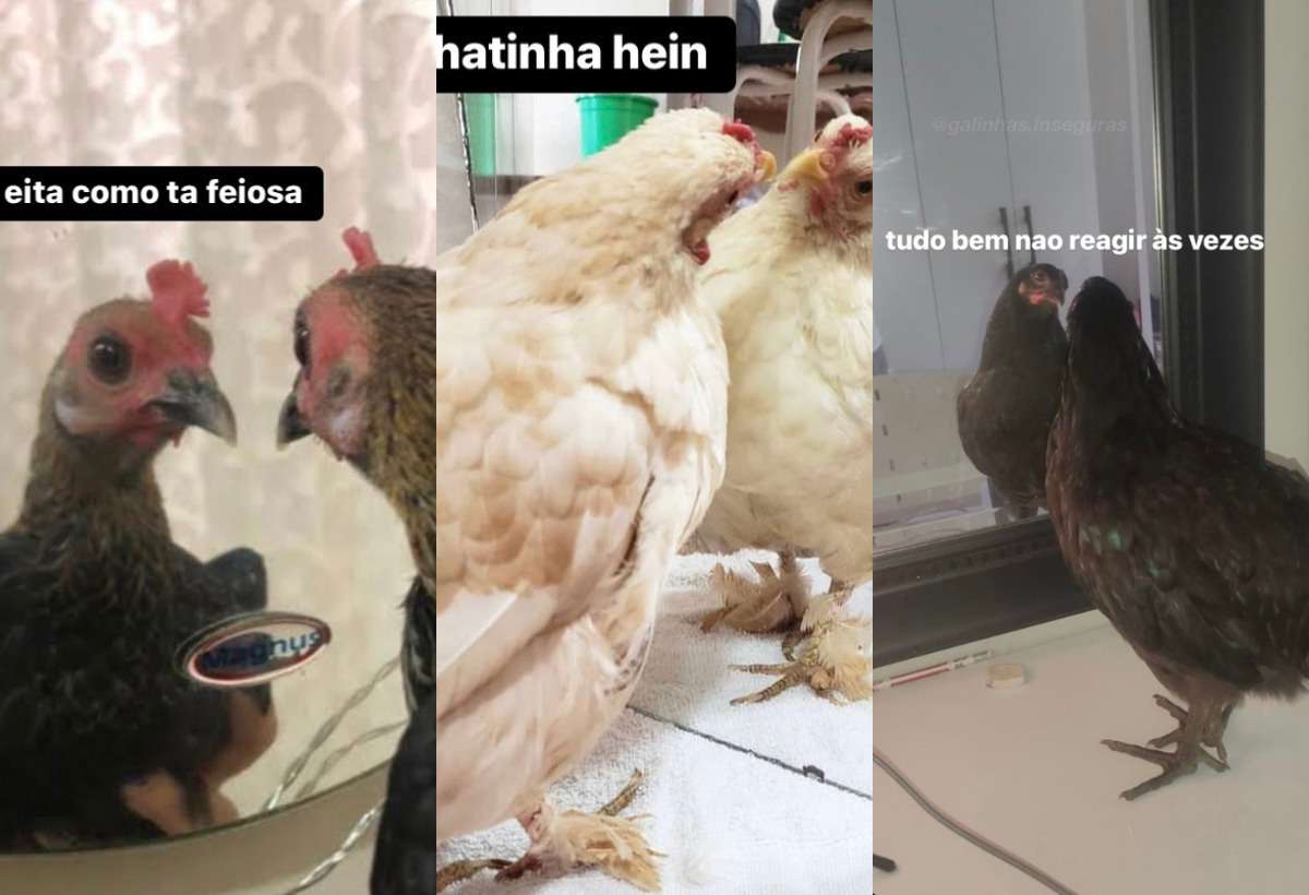 Perfil viraliza ao fazer memes com fotos de galinhas se olhando no espelho - Reprodução Redes Sociais