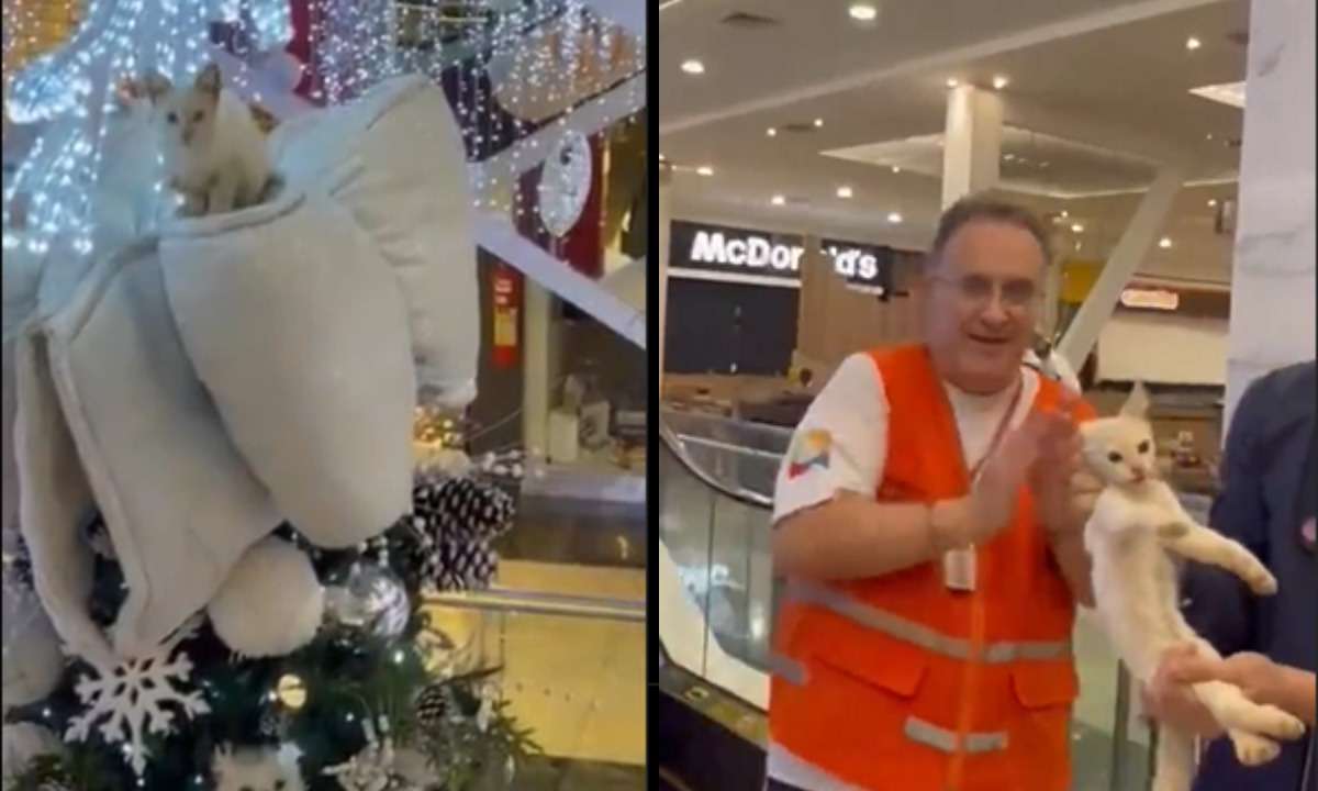 Gato escala em árvore de Natal e vídeo do resgate viraliza - Reprodução/ Instagram