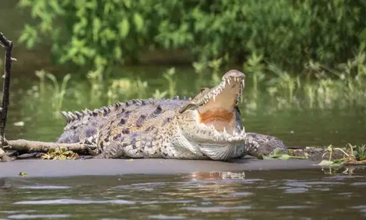 Homem sobrevive a naufrágio em águas repletas de crocodilos e tubarões - Pixabay