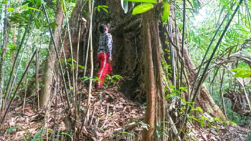 A recém-descoberta árvore mais alta da Amazônia que corre risco de desaparecer - Imazon, Ideflor-Bio e Havita Rigamonti