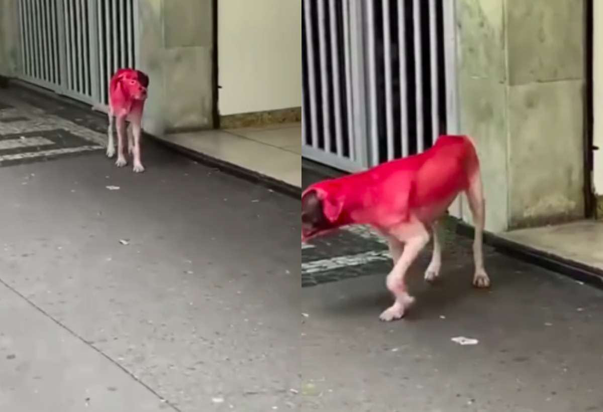 Cachorro pintado de rosa é flagrado no Centro de BH: 'Barbaridade' - Reprodução Redes Sociais