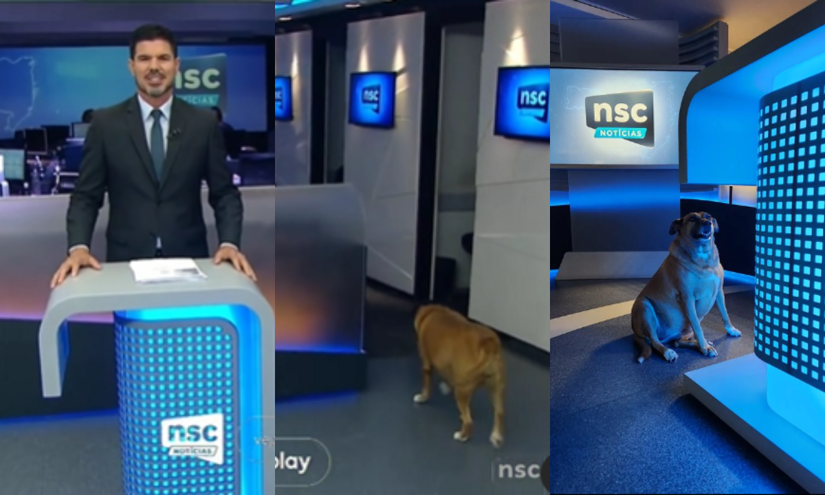 Cachorro invade telejornal local da TV Globo e chama atenção da internet - Reprodução/ Instagram/ Fabian Loreto