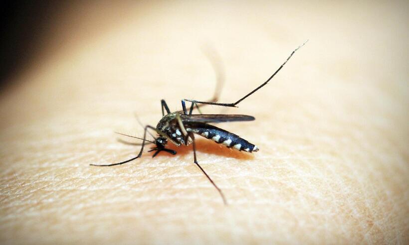 Brasil bate recorde de mortes por dengue - 41330/Pixabay
