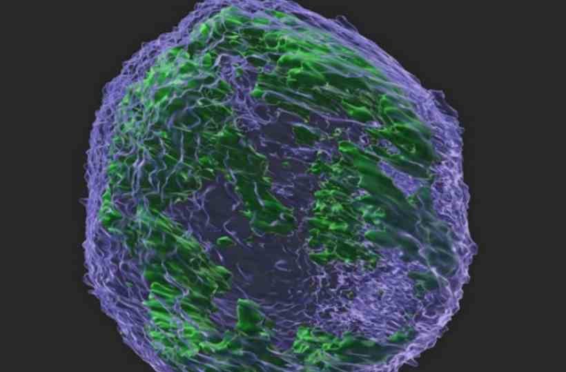 Enzima que protege células contra vírus pode ajudar na evolução do câncer  - Well Cornell Medicine/Divulgação