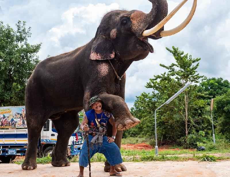 O futuro incerto dos elefantes treinados para entreter turistas na Tailândia - BBC