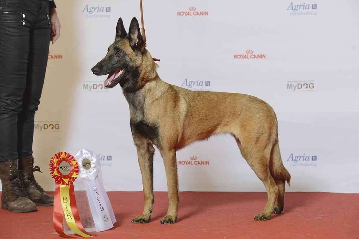 Qual é a raça de cachorro mais inteligente? - Johan Frick-Meije/wikimedia commons