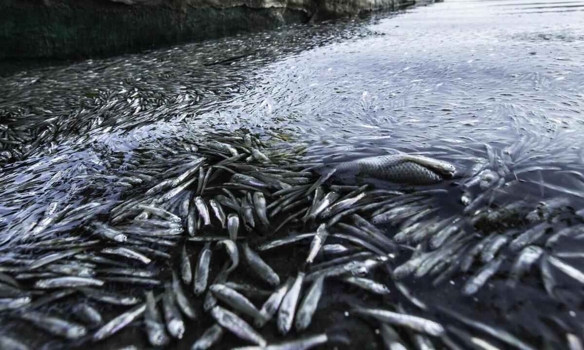 Mais de cinco toneladas de peixes mortos são recolhidas de lagoa - Bruno Rocha /Fotoarena/Folhapress