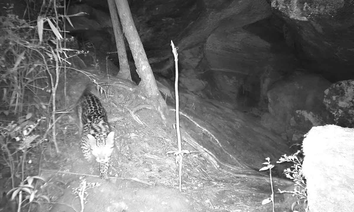 Big Brother dos bichos: câmeras monitoram animais de área de cavernas em MG -  OGrEE / Divulgação