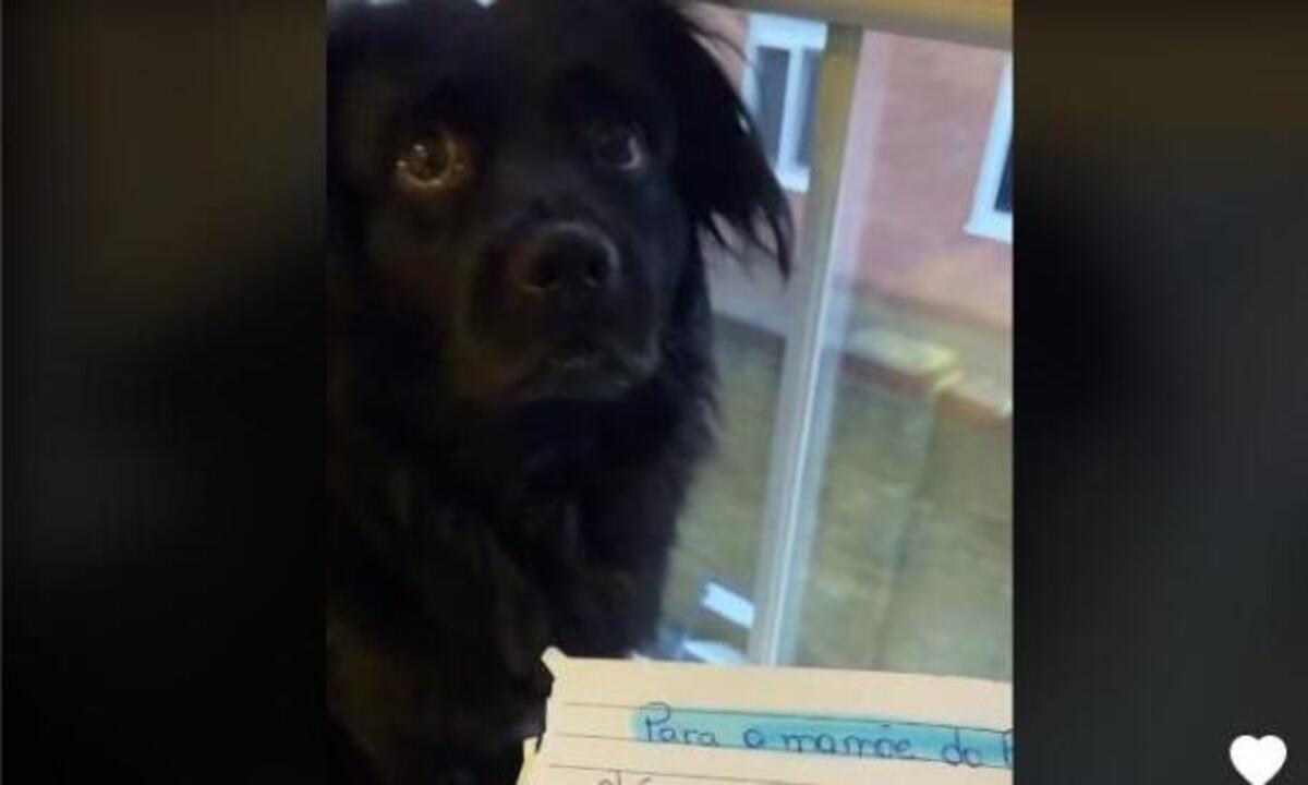 Cão 'leva bronca' após ser suspenso de creche; veja vídeo - Reprodução Aguida Silva TikTok