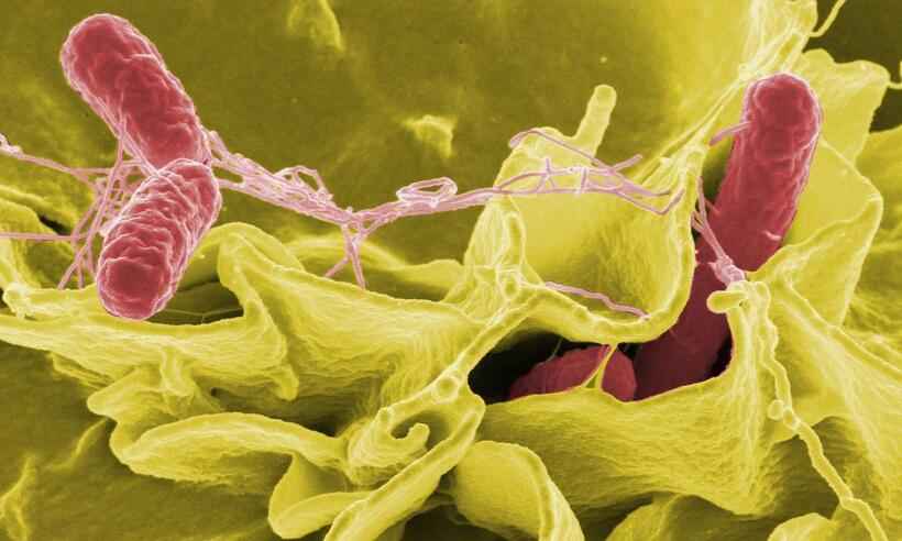 Descoberto mecanismo de ataque da Salmonella contra a microbiota intestinal - WikiImages/Pixabay