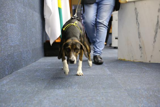 BH terá selo "pet friendly" oficial para comércios que aceitam animais - CMBH / Divulgação