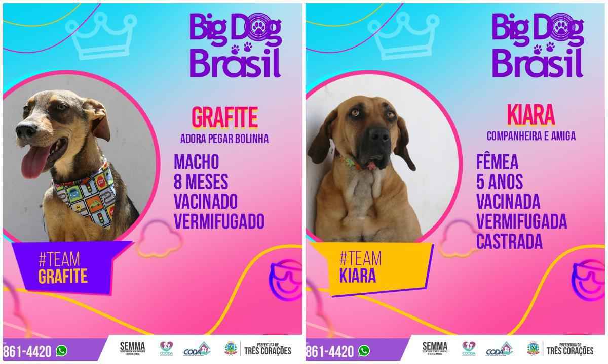 'Big Dog Brasil': veja os cães que estão para adoção em Três Corações - Prefeitura de Três Corações / Divulgação