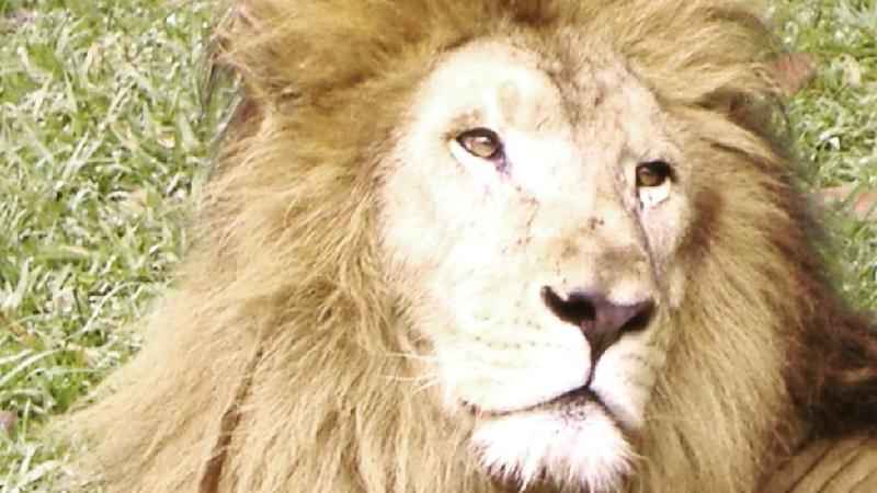 Magro e infestado de larvas: a morte suspeita do leão Nagan em zoo do interior de SP - Divulgação
