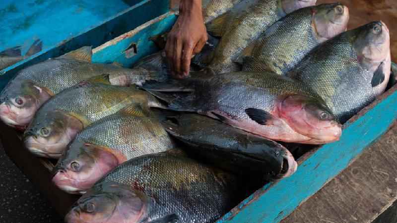 Como China superou Brasil e virou grande produtora de peixes amazônicos - Getty Images