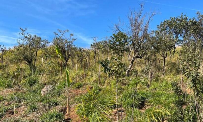 Prefeitura de BH programa plantio de mais de 7 mil árvores - Vinicius Santiago/PBH