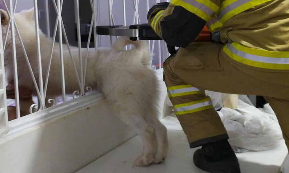  Cachorro é salvo por bombeiros depois de ficar preso em grade de janela - Corpo de Bombeiros/divulgação
