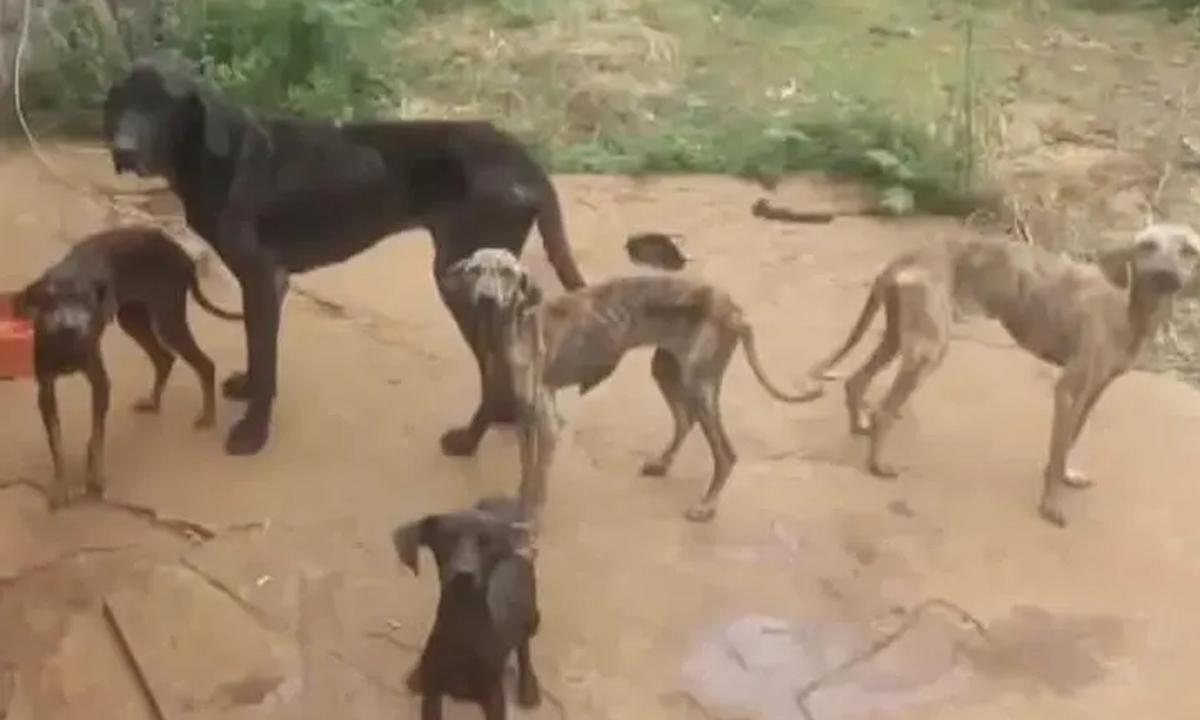 Magreza extrema e doenças: homem é preso por maus-tratos de cães - Redes Sociais/Divulgação
