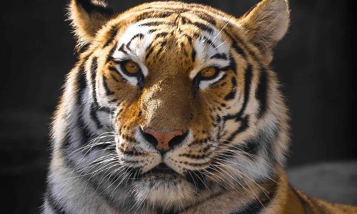 Capturado tigre fugitivo em rua na África do Sul - Julissa Helmuth/Pexels