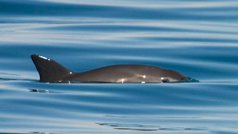 8 espécies de animais que podem desaparecer para sempre - WWF
