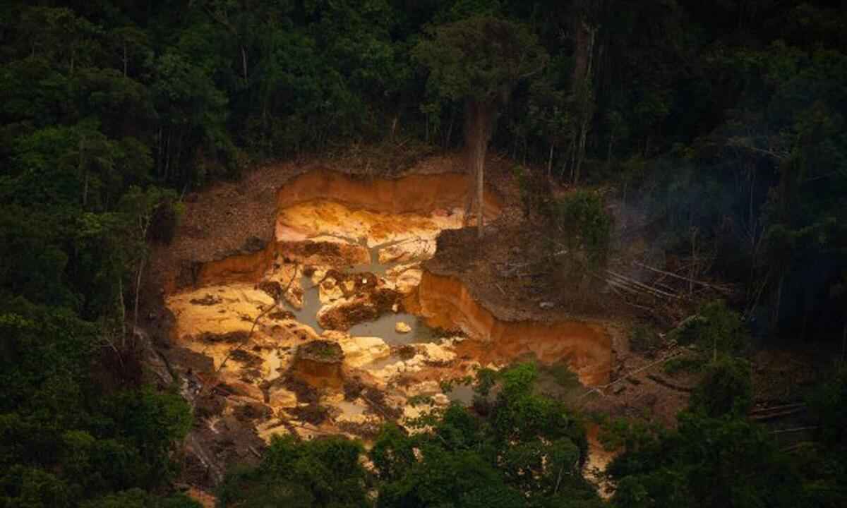 Justiça determina que minério extraído em terra Yanomami seja leiloado - Christian Braga/Greenpeace/Divulgação
