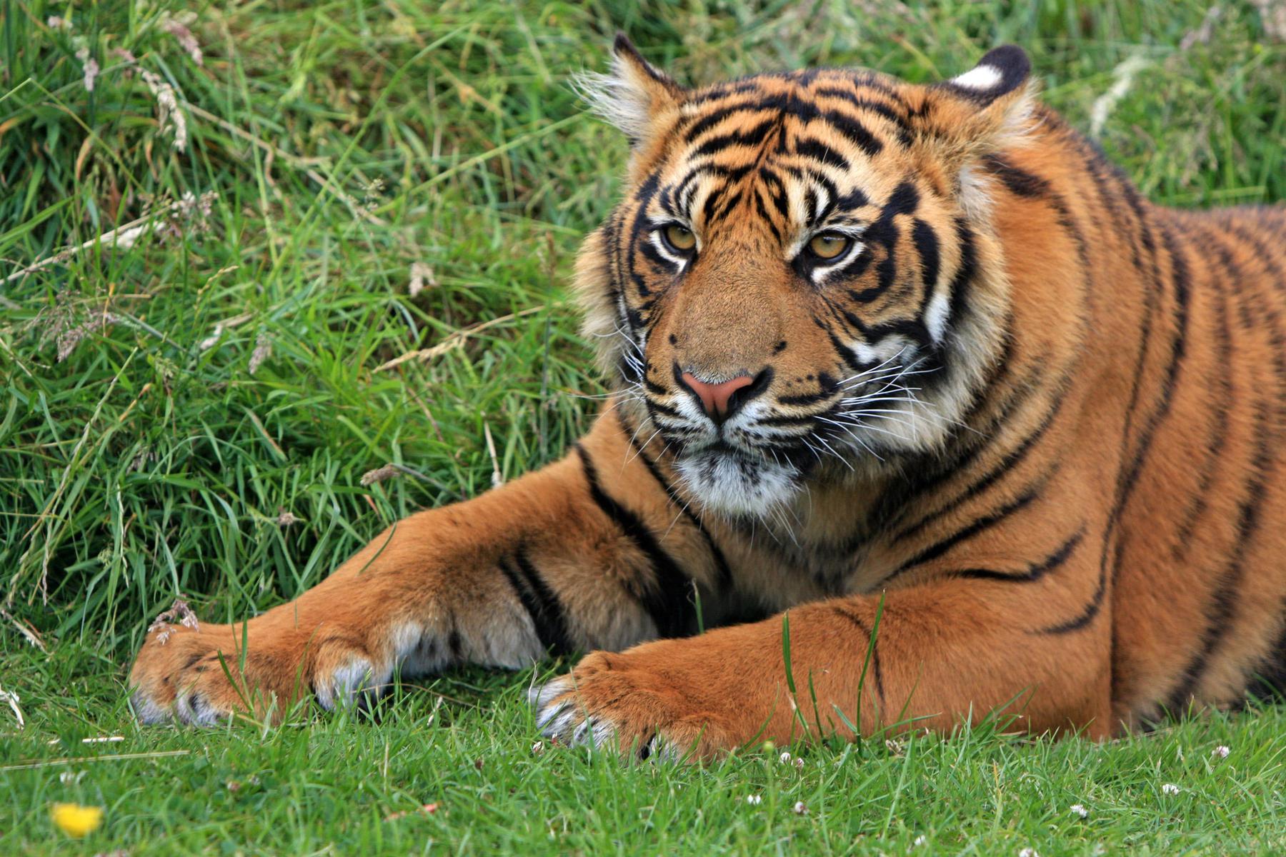 Indonésia registra segundo ataque de tigre em poucos dias - wikimedia commons