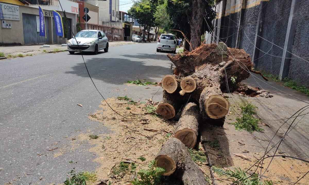 Árvore cai e arranca fiação elétrica no Bairro Itapoã, na Pampulha - Jair Amaral/EM