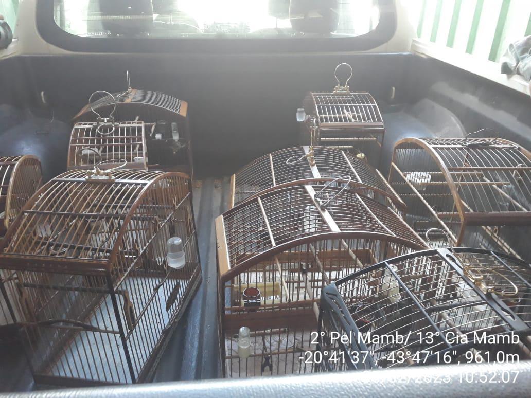 Criadores de pássaros são presos e recebem multa de R$ 173 mil em Minas - Divulgação/ Mamb