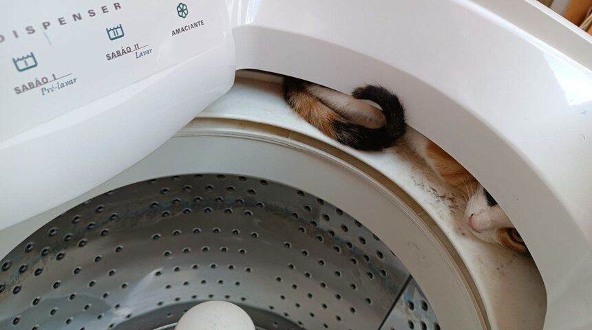 Gato fica preso em máquina de lavar roupa e mobiliza Corpo de Bombeiros - CBMMG / Divulgação 