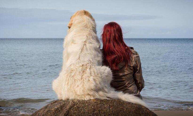 Ciclo de amor: como os pets auxiliam no período de luto -  Sven Lachmann/Pixabay 